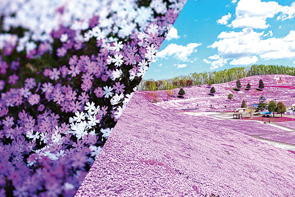 花現北國櫻花戀