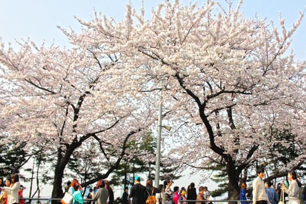花漾韓國